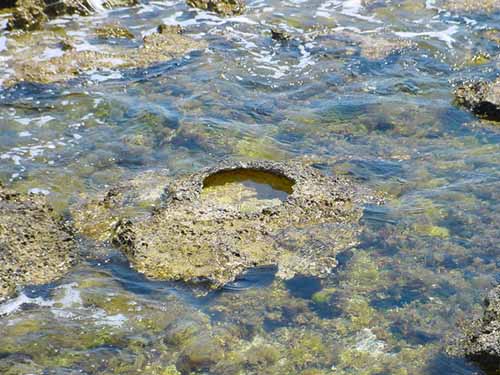 Isolotto di Ognina - I fori circolari sull'isola presentano un diametro variabile tra i 15 e i 25 cm e sono profondi poco pi di 15 cm.